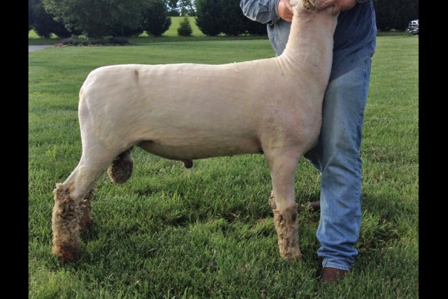 "Moonshine" A&M Ranch 152