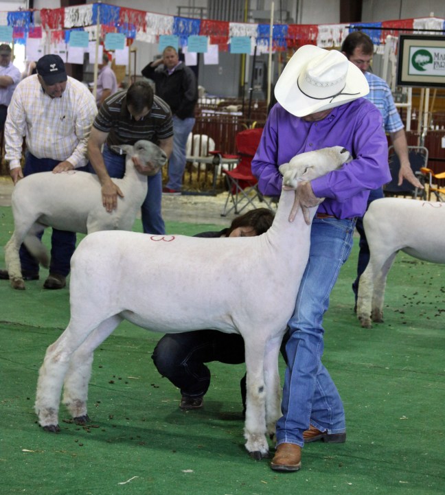 A&M Ranch Sale Consignment